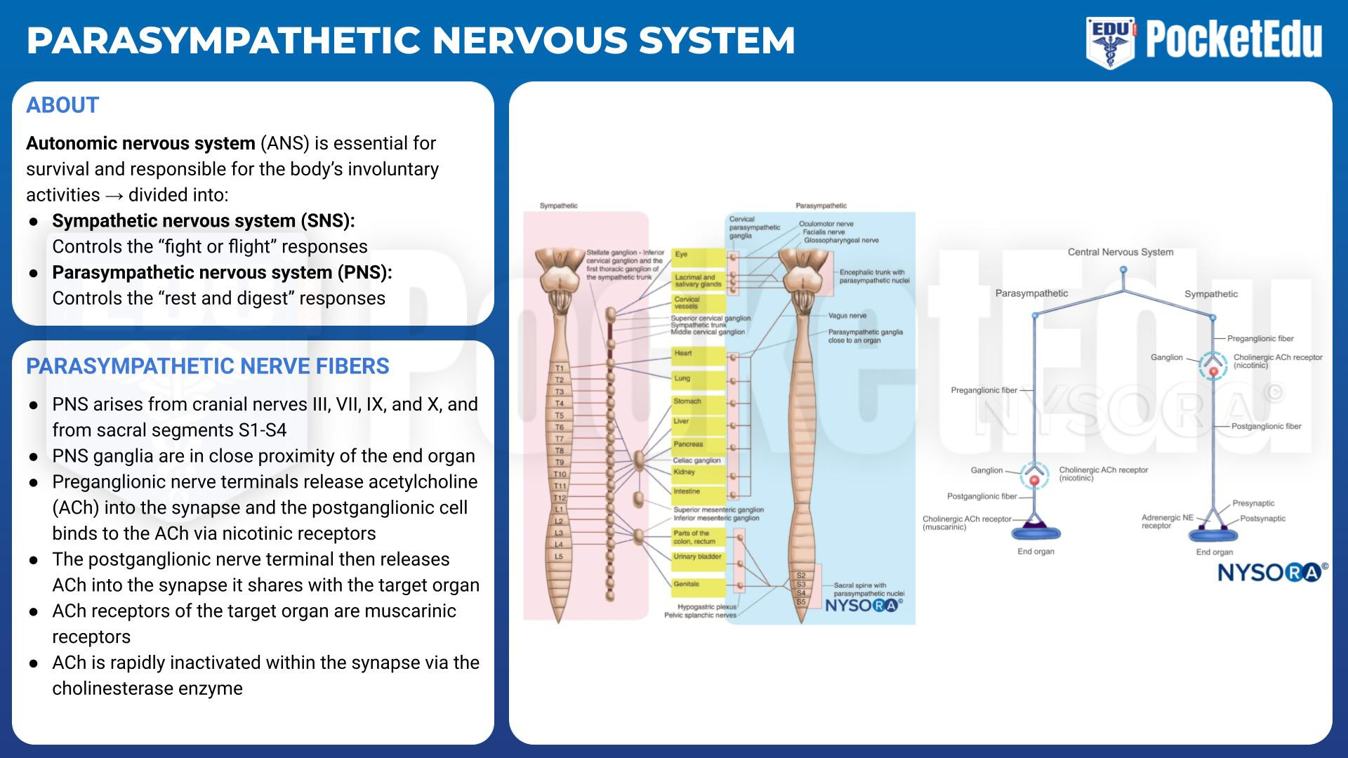 autonomic nervous system receptor chart